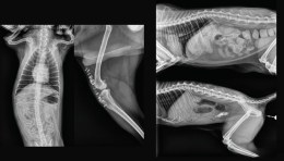 Ветеринарний рентген-апарат оснащений цифровою панеллю. На фото продемонстровано високу якість отриманого рентген-знімка собаки, що підтверджує діагностичну ефективність комплексу