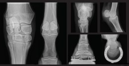 Приклад високої якості цифрової візуалізації на ветеринарному обладнанні. На екрані монітора відображено результат рентгенологічного дослідження з високою деталізацією кісткових структур 