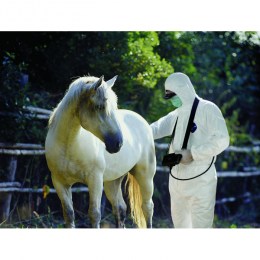 Ветеринар у білому захисному костюмі з капюшоном робить УЗД обстеження білого коня. Лікар тримає апарат у руці. Зображення зроблене на відкритому повітрі, на фоні зелених дерев