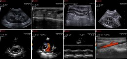 Колаж з 8 ветеринарних ультразвукових знімків, отриманих на системі MyLab Alpha VET. Зображення включають абдомінальні дослідження, кардіологічні знімки та дослідження судин з кольоровим допплером
