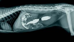 Ветеринарний рентгенівський знімок черевної порожнини тварини в боковій проекції. Для кращої візуалізації шлунково-кишкового тракту використано контрасну речовину