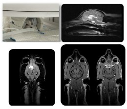 Клінічний приклад МРТ головного мозку собаки у різних проекціях, що демонструє високу деталізацію анатомічних структур