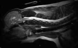 Знімок МРТ, зроблений на апараті vet-MR Grande. На зображенні показано МРТ-скан шиї та голови собаки в сагітальній площині, демонструючи деталі мяких тканин та хребців. Це підтверджує якість зображень, отриманих за допомогою апарату.