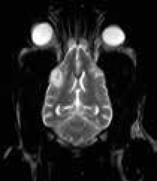 На зображенні показано МРТ-скан голови собаки в аксіальній площині, фокусуючись на структурах мозку та носової порожнини. Це демонструє високу деталізацію зображень, що дозволяє точно діагностувати різні патології.