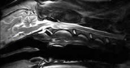 Знімок МРТ, зроблений на апараті vet-MR Grande. На зображенні показано МРТ-скан хребта собаки в сагітальній площині, демонструючи структуру хребців та міжхребцевих дисків.